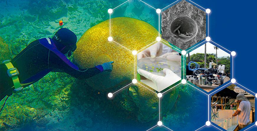 Doctorado en Ingeniería y Ciencias Aplicadas Collage de fotografías, buceador, máquinas, cultivo de celulas