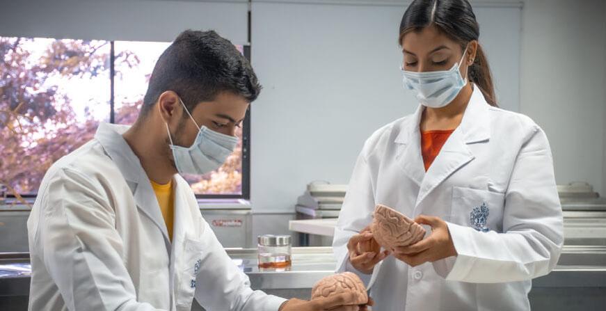 Psicología Javeriana Cali Estudiantes revisando cerebro humano en uno de los labotarios